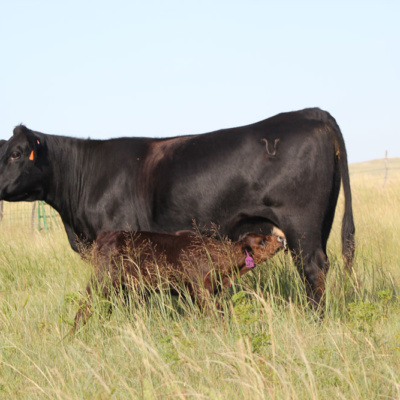 Colostrum produced by the dam provides essential nutrients for the calf, including antibodies or immunoglobulins.