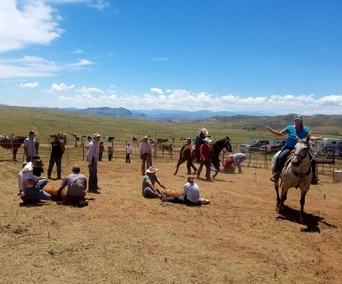 ranch with calves