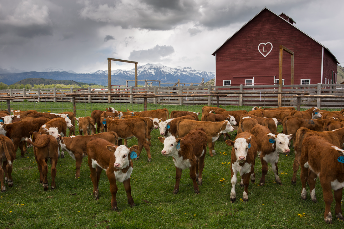 cattle and barn