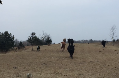 Cows Coming up in the Moring With One of the New Calves -by Brad Beaumier