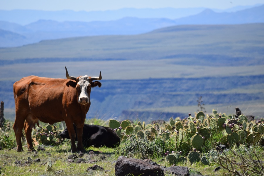 O Ro Ranch Map Arizona's O Ro Ranch - Working Ranch Magazine