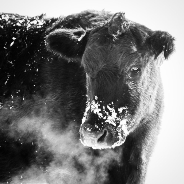 cow in winter