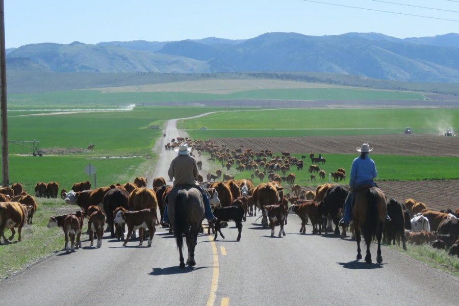 Spring cattle drive