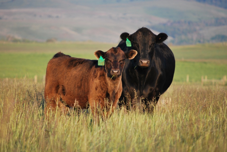 Simmental Celebrates 50 Years in America! - Working Ranch Magazine