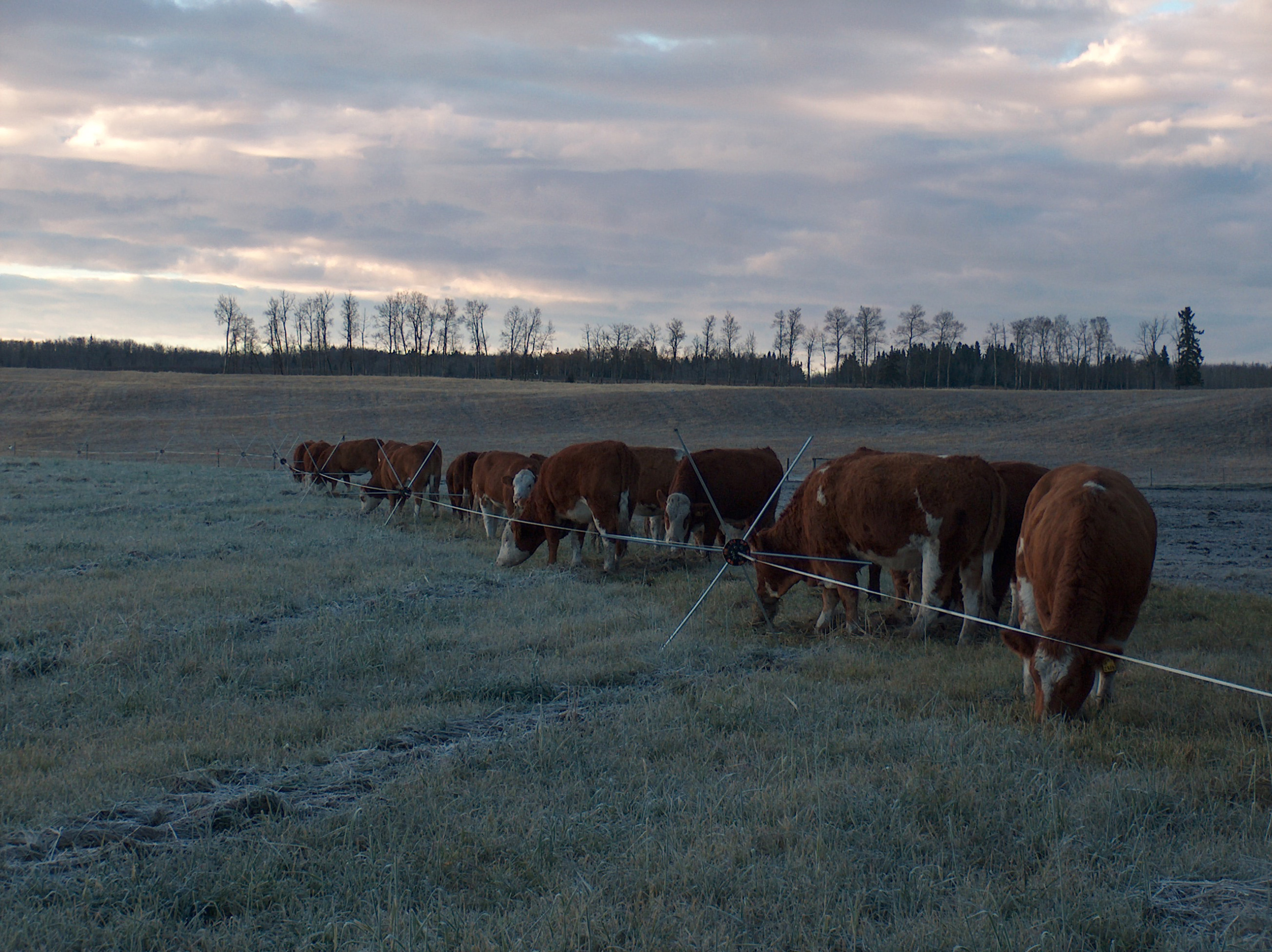 Friday Feature: Tumblewheel Rolling Electric Fence