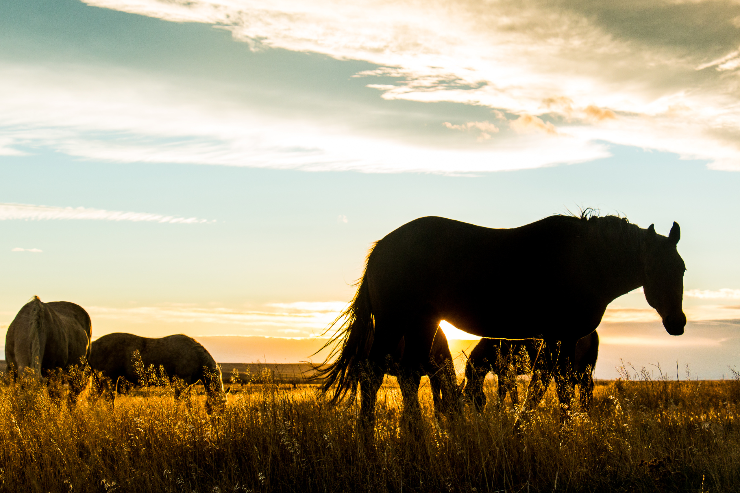 Behind the Lens - Working Ranch Magazine