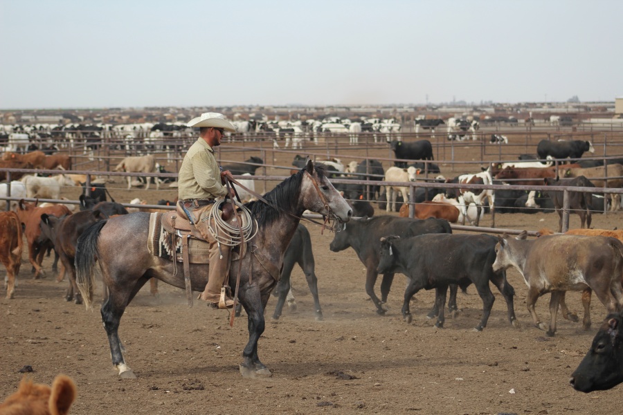 luckey-custom-feedlot-working-ranch-magazine