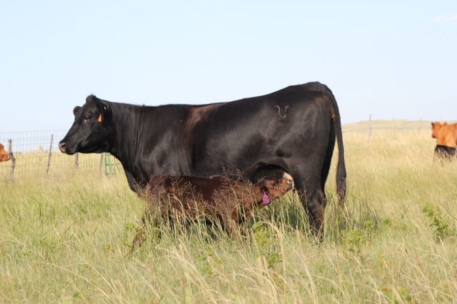 Colostrum produced by the dam provides essential nutrients for the calf, including antibodies or immunoglobulins.