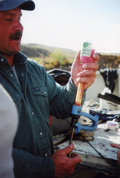 Preventing disease and keeping cattle healthy is the goal of every stockman. The key to accomplishing this goal involves developing a preventative herd health plan, which includes biosecurity as well as a vaccination program. PC: Heather Smith Thomas 