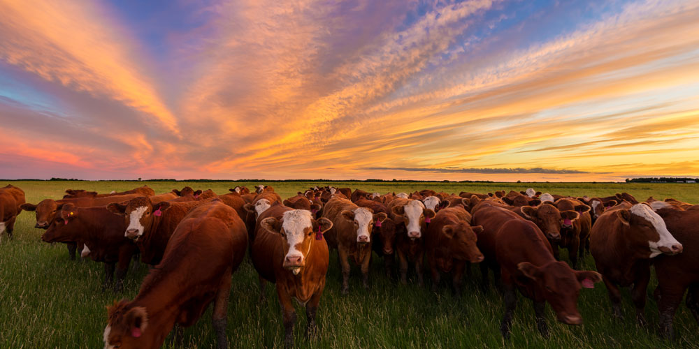 The main thing is to have a good parasite control management plan each year. Work closely with your veterinarian. PC: Steve Hiebert / Shutterstock