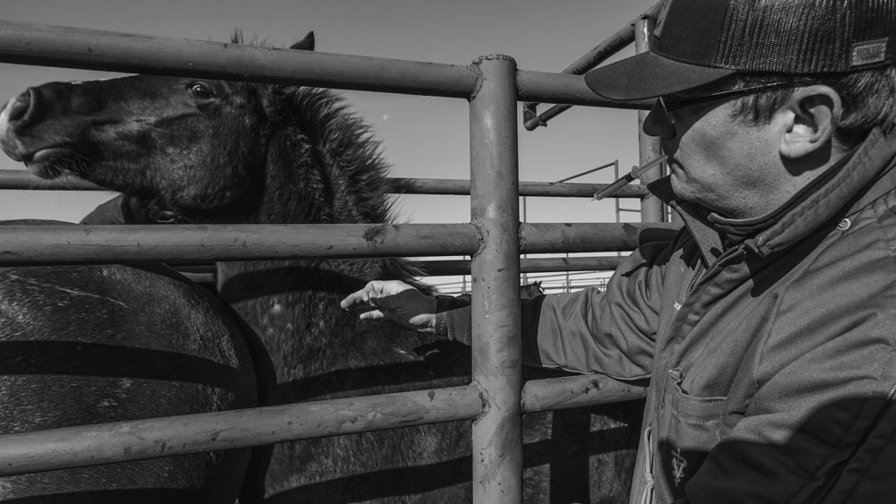 Dr. Canaday said he understands the business decisions that ranchers have to make concerning their cattle and horses.