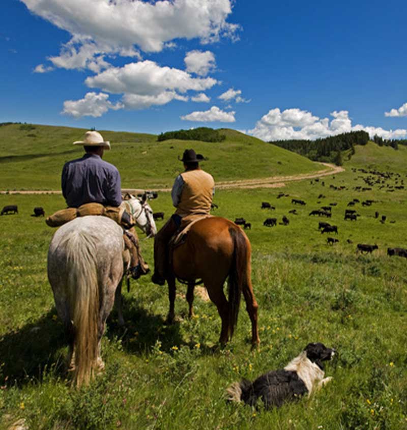 Working Ranch Blog