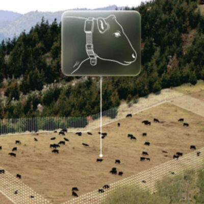 halter fence cattle