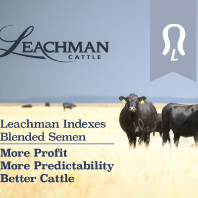 Leachman Cattle