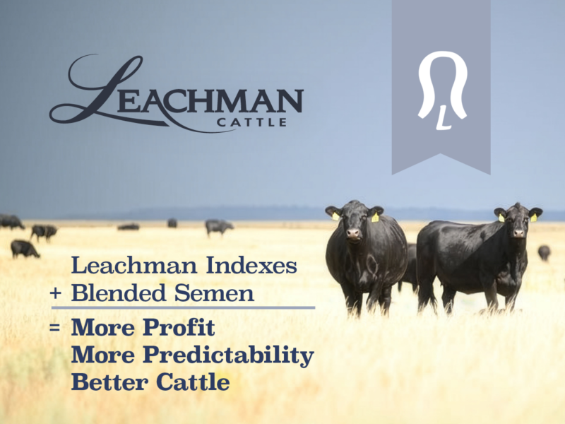 Leachman Cattle
