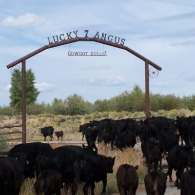 Lucky 7 Angus Cattlemen since 1895 Raising Environmentally Friendly Beef
