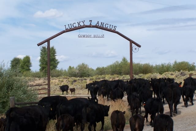 Lucky 7 Angus Cattlemen since 1895 Raising Environmentally Friendly Beef