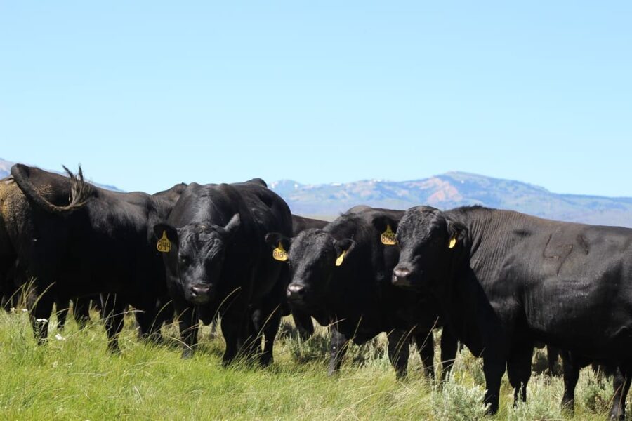 Evironmentally friendly beef Lucky 7 Angus