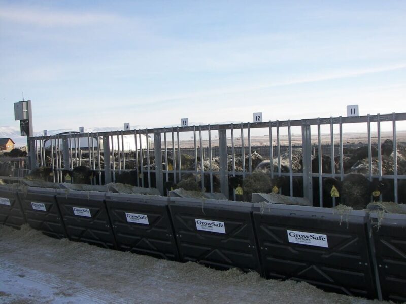 Lucky7Angus GrowSafe system Feed Efficiency Testing