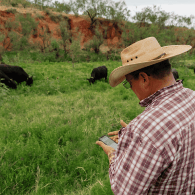 Cattleman and cattle with NoFence