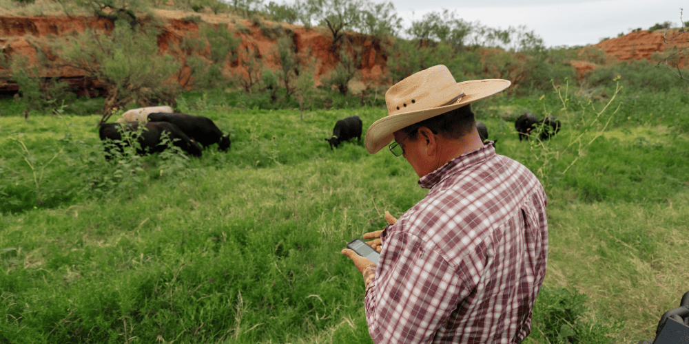 Cattleman and cattle with NoFence