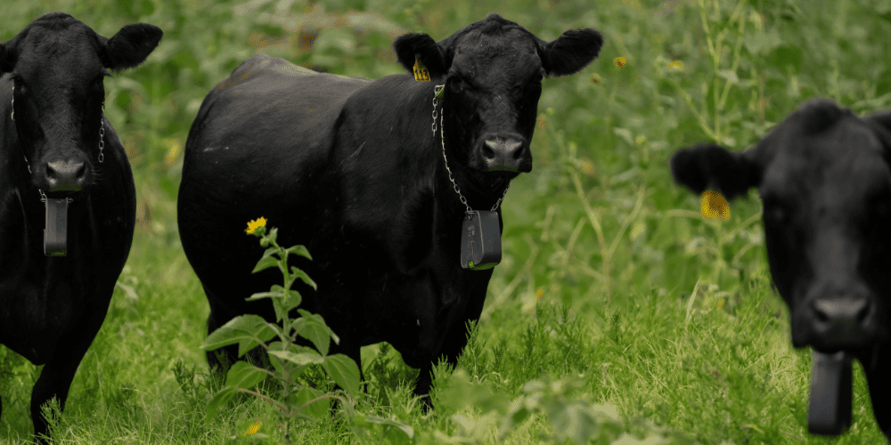 cattle in field