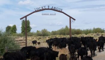 Lucky 7 Angus Cattlemen since 1895 Raising Environmentally Friendly Beef