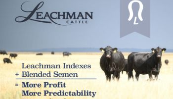 Leachman Cattle