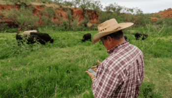 Cattleman and cattle with NoFence